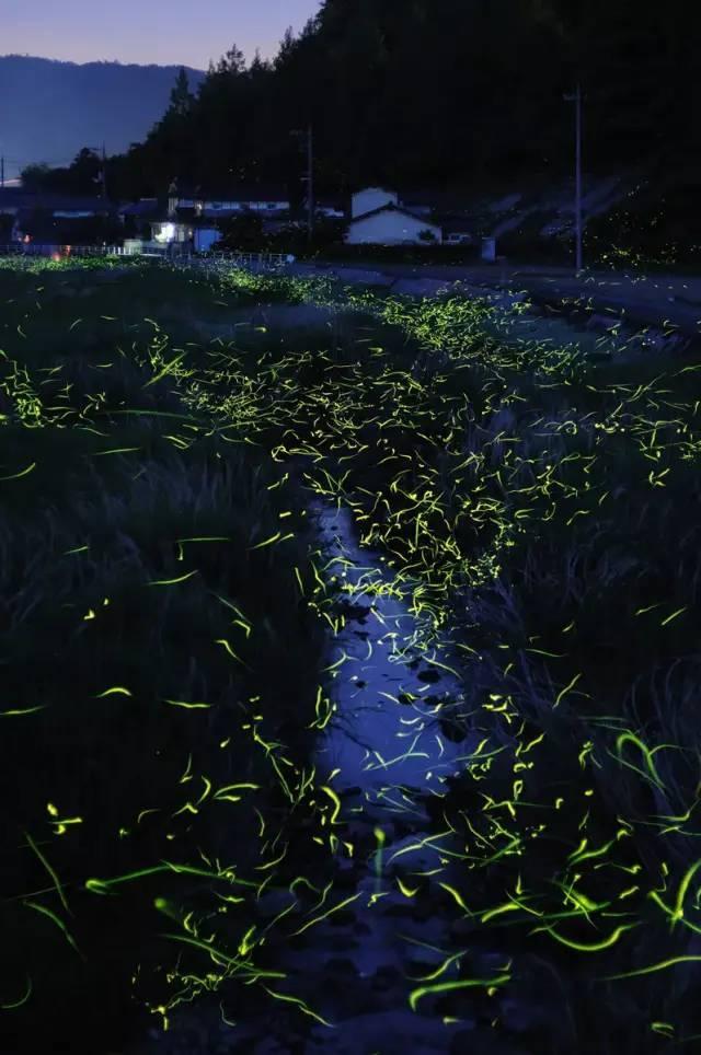 大白猫逃脱